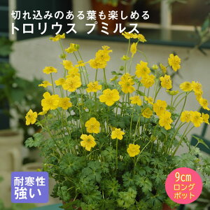 y\Ezh c gEX v~X 9cmO|bg ̒Ⴂ 񂻂 N yjAy11{菇z