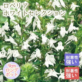 宿根草 苗 ロベリア ホワイトセレクション 9cmロングポット 草丈の高い ボーダー ガーデン しゅっこんそう 多年草