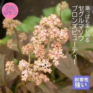 v~A h c ԑ uYr[eB[ 12cm|bg 񂻂 N