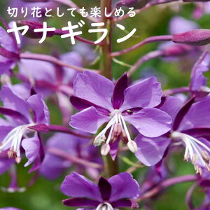 y\Ezh c iM 9cmO|bg ̍ {[_[ K[f 񂻂 N yjAy11{菇z