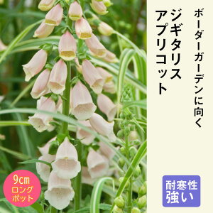 y\Ezh c WM^X AvRbg 9cmO|bg ̍ {[_[ K[f WL^X Ny11{菇z