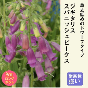 y\Ezh c WM^X XpjbVs[NX 9cmO|bg WL^X 񂻂 N yjAy11{菇z