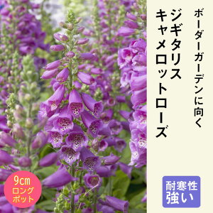 y\Ezh c WM^X Lbg[Y 9cmO|bg ̍ {[_[ K[f WL^X Ny10{菇z