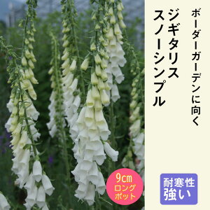 y\Ezh c WM^X Xm[Vu 9cmO|bg ̍ {[_[ K[f 񂻂 Ny11{菇z