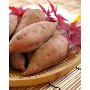 苗 さつまいもの人気商品 通販 価格比較 価格 Com 苗 さつまいもの人気商品 通販 価格比較 価格 Com