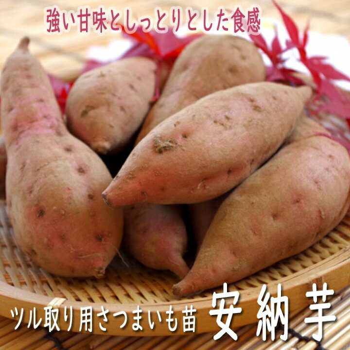 さつまいも苗 安納500 張り替えよ
