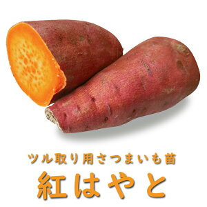 �y�\��E�����z��� �c �c�����p ���܂��� �|�b�g�c �ׂɂ͂�� �x�j�n���g �g�͂�� 9cm�|�b�g�c �T�c�}�C�� �₳�� �ƒ�؉��y4���㔼��菇�������z