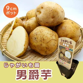 【予約・早割り】 苗 じゃがいも ポット植え 男爵芋 9cmポット 野菜 種 ジャガイモ 馬鈴薯 家庭菜園 プランター栽培 【4月上旬より順次発送】