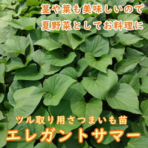 �y�\��E�����z��� �c �c�����p ���܂��� �|�b�g�c �G���K���g�T�}�[ 9cm�|�b�g�c �T�c�}�C�� �₳�� �ƒ�؉� �K�[�f�j���O�y4���㔼��菇�������z