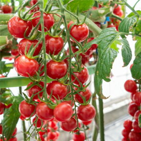 楽天市場 トマト 接木苗の通販