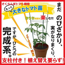 楽天市場 ミニトマト 支柱の通販 楽天市場 ミニトマト 支柱の通販