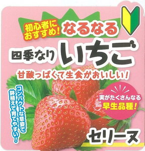 C`S c lG y Z[k z12cm|bg ȂȂ  strawberry  ƒ؉ K[fjO Ԃ̑a