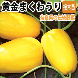 苗 マクワウリの人気商品 通販 価格比較 価格 Com 苗 マクワウリの人気商品 通販 価格比較 価格 Com