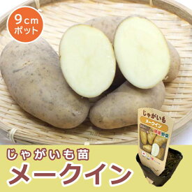 苗 じゃがいも ポット植え メークイン 9cmポット 野菜 ジャガイモ 馬鈴薯 家庭菜園 プランター栽培