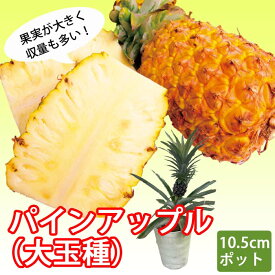 パインアップル（ 大玉種 ）苗 10.5cmポット pineapple パイナップル 苗木 挿し木 観葉植物 熱帯植物 トロピカル 果樹 南国フルーツ
