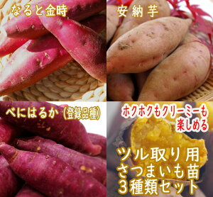 �y�\��E�����z�c�����p ���܂��� �c 3��Z�b�g�y�ׂɂ͂邩 (�o�^�i��)+�Ȃ�Ƌ���+���[�� �e1��=���v3�� �z9cm�|�b�g ���������y4���㔼��菇�������z