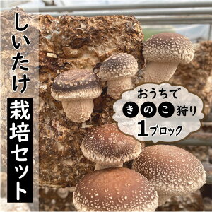 y\z łł  ͔| Zbgy1ubNz20cm×s15cm×15cmyz ő ̂  y10{菇z