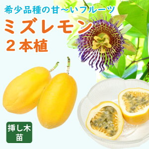 �y�\��E�����z�p�b�V�����t���[�c �c �~�Y������ 12cm�|�b�g 2�{�A �g���s�J�� �t���[�c �W���}�C�J�� �����R�C LiLikoi �M�� �ʎ��y5�����{��菇�������z