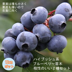 u[x[ c2 Zbg nCubVny u[Nbv 1 + fLV[ 1= v2z 12cm|bg c 2Zbg ʎ ʎ Ԃ[ׂ[ x[ blue blueberry 