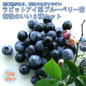 u[x[ c 2 Zbg rbgACn y z[x 1 + fCg 1=v2z 12cm|bgc 2Zbg ʎ ʎ Ԃ[ׂ[ x[ blue blueberry 