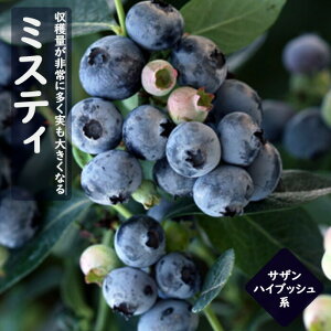 u[x[ c  TUnCubVn ~XeB 12cm|bg ʎ ʎ berry | K[fjO ͔| ƒ͔| L i