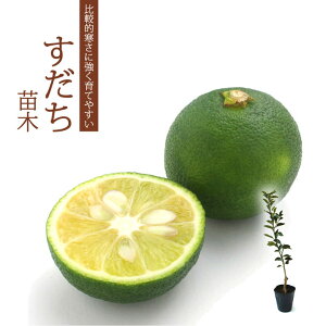  c 15cm|bg k c ږ ƌ |k X_` 