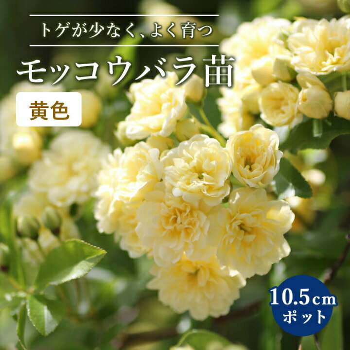 楽天市場 モッコウバラ 苗木 黄色 10 5cmポット ガーデニング 園芸 つるバラ 生育旺盛 育てやすい 木香薔薇 バラ苗 苗 薔薇 Rose 花の大和 楽天市場店