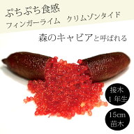 フィンガーライム 苗木 クリムゾンタイド 15cm鉢 柑橘 柑橘苗 自家結実性 接木 キャビアライム フィンガ…