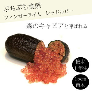 tBK[C c bhr[ 15cm k kc ƌ ږ LrAC tBK[CWp 1Nc 