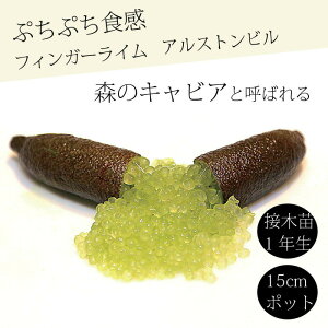 tBK[C c AXgr 15cm k kc ƌ ږ LrAC tBK[CWp 1Nc 