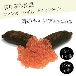 フィンガーライム 苗木 ピンクパール 15cm鉢 柑橘 柑橘苗 自家結実性 接木 キャビアライム フィンガーライムジャパン 1年生苗 送料無料