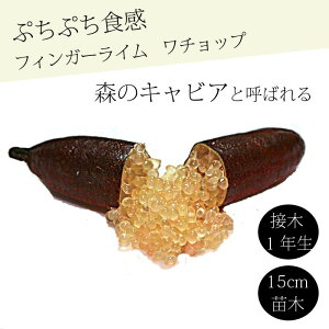 tBK[C c `bv 15cm k kc ƌ ږ LrAC tBK[CWp 1Nc 