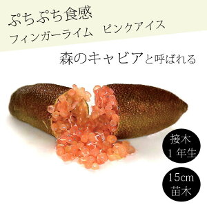 tBK[C c sNACX 15cm k kc ƌ ږ LrAC tBK[CWp 1Nc 