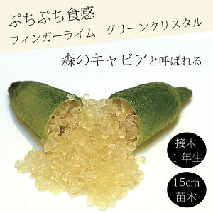 tBK[C c O[NX^ 15cm k kc ƌ ږ LrAC tBK[CWp 1Nc 