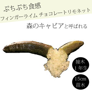 tBK[C c `R[glbg 15cm k kc ƌ ږ LrAC tBK[CWp 1Nc 