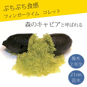 tBK[C c Rbg 21cm k kc ƌ ږ LrAC tBK[CWp 2Nc 
