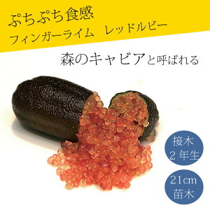 tBK[C c bhr[ 21cm k kc ƌ ږ LrAC tBK[CWp 2Nc 