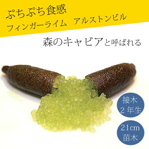 tBK[C c AXgr 21cm k kc ƌ ږ LrAC tBK[CWp 2Nc 