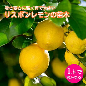 レモン 苗木 リスボンレモン 15cmポット 接木 柑橘 柑橘苗 自家結実性 lemon 檸檬 送料無料 2年生苗