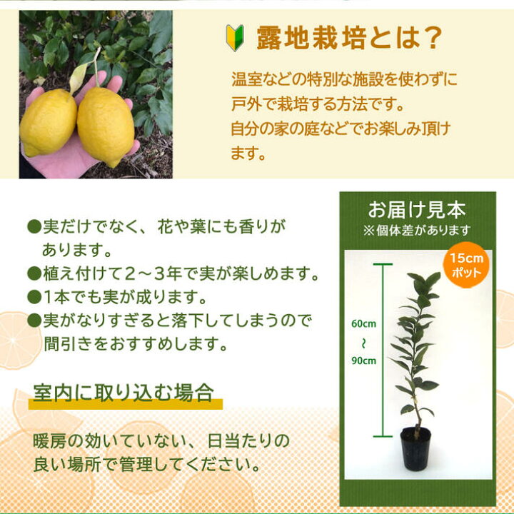 554円 カタログギフトも 予約販売 レモン リスボン 13 5cmポット 檸檬 苗木 庭木 柑橘