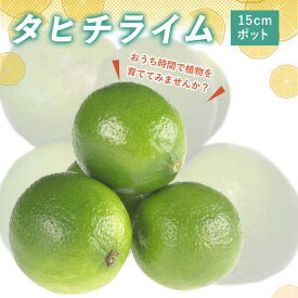 楽天市場 タヒチ ライム 苗の通販
