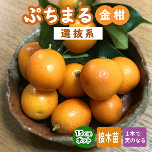  c Ղ܂ In 15cm|bg LJ 񂩂 ږ k kc (o^i) ƌ 
