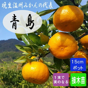 ݂ c  15cm|bg Ӑ B ږ k kc ƌ ʎ ƒ؉ K[fjO | ͔| 