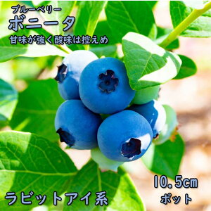 �u���[�x���[ �c�� ���r�b�g�A�C�n �{�j�[�^ 10.5cm�|�b�g ���ʎ� berry ���| �K�[�f�j���O �ƒ�͔|