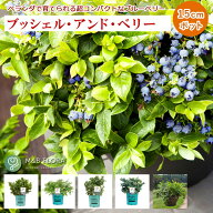 【10月下旬より発送・早割】 ブルーベリー 苗木 ブッシェル アンド ベリー 15cmポット コンパクトなブル…