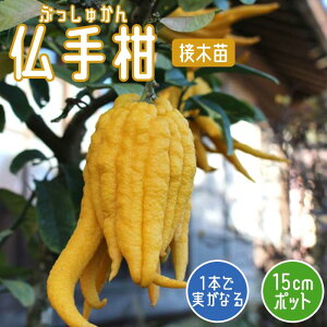 ݂ c 芹 15cm|bg ږ c ƌ ~J Ԃォ k ʎ | ƒ؉   Ϗܗp N 