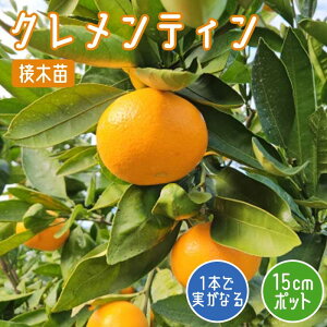 IW c NeB 15cm|bg ~J ݂ ږ c ƌ ʎ }_ Z W[X | ƒ؉ 