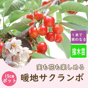 TN{ c gnTN{ ( 񂿂 ) gn gn   ږ 15cm|bg ʎ ʎc c A 