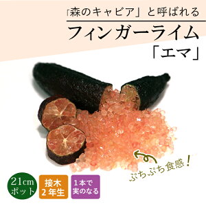 tBK[C c G} 21cm k kc ƌ ږ LrAC tBK[CWp 2Nc 