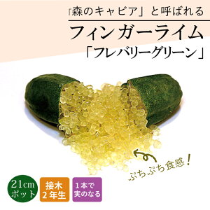 tBK[C c to[O[ 21cm k kc ƌ ږ LrAC tBK[CWp 2Nc 